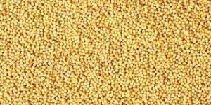 Mustard Seeds