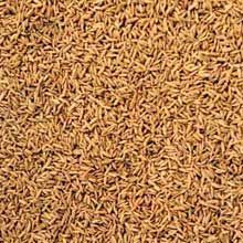 Cumin Seeds