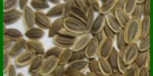 Dill Seed