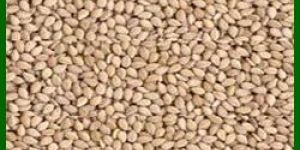 Natural Sesame Seeds