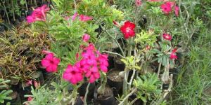 Adenium Obesum