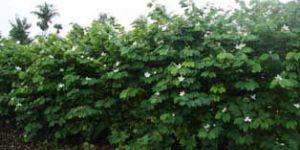 Bauhinia Variegata Alba