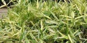 Hibanobambusa Tranquillans Plant