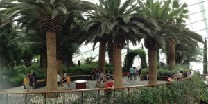 Landscape Designing Service