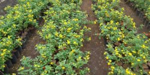 Lantana Camara Plant