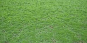 Mexican Lawn Grass