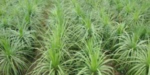 Nolina Recurvata