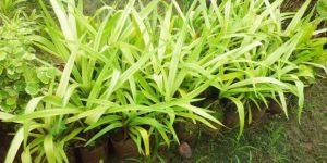 Pendanus Plant