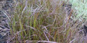 Pennisetum Red Rubrum