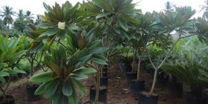 Plumeria Rubra