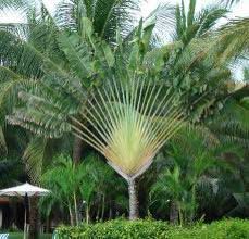 Ravenala Madagascariensis Tree