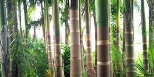 Royal Palm Plant
