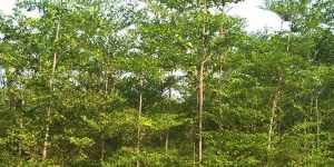 Terminalia Mentalis Plant