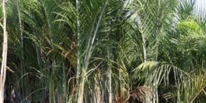 Triangular Palm Plant