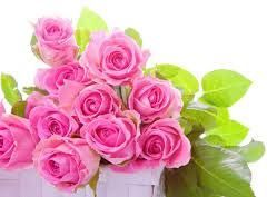 Fresh Pink Rose Flowers