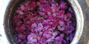 Floral Absolutes Oils