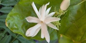 Jasmine Oil