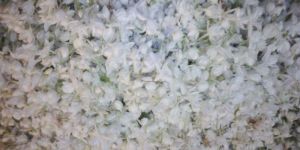 Jasmine Oil (Bela)