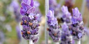 Lavender Oil