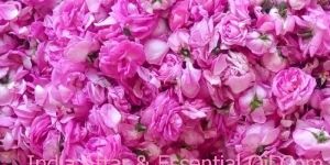 Rose Oil