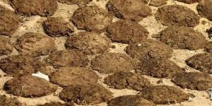 Cow Dung