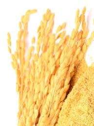 Rice Bran