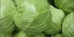 Fresh Cabbage