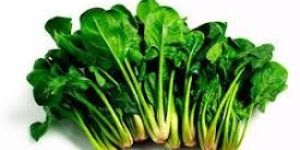 Fresh Spinach Leaves