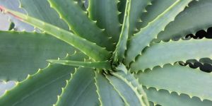 Aloe Vera Leaf