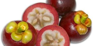 Garcinia Mangostana Extract