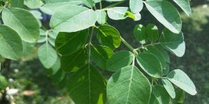 Moringa Oleifera Extract