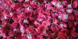 Fresh Red Rose Flowers