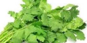 Fresh Coriander Leaves