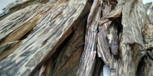 Agarwood