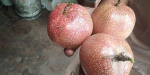 Passion Fruit