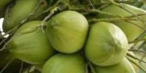 Green Tender Coconut