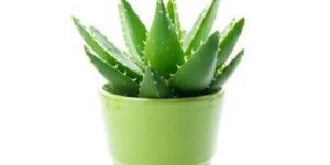 Aloe Vera Baby Plant