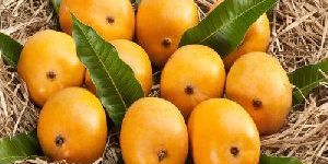 Fresh Alphonso Mango