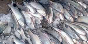 Fresh Sea Water Fish