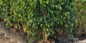Ficus Plants