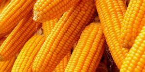 Yellow Maize