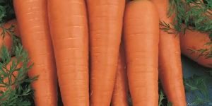 Carrots