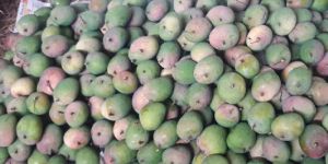 Alphonso Mangoes