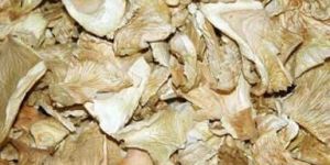 Dry Oyster Mushroom