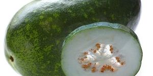 ASH GOURD - white pumpkin