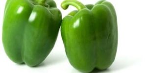 Capsicum