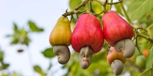 Cashew Nuts