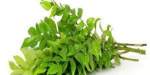 Curry Leaves
