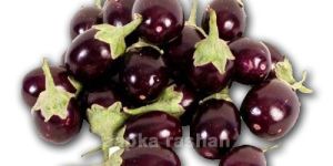 Small Brinjal