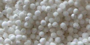 Sago Seeds